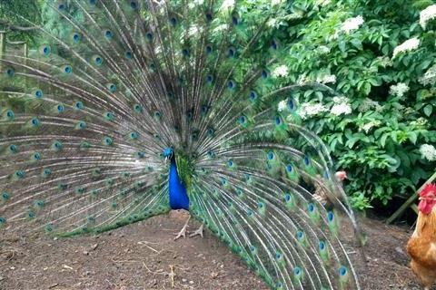 Peacock at Kilmokea Garden