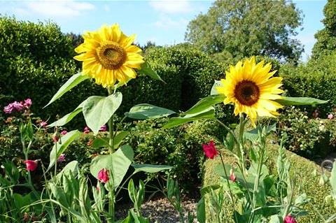 Kilmokea Gardens Sunflowers in Bloom