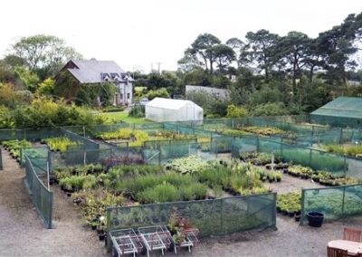 Kilmurry Nursery & Garden